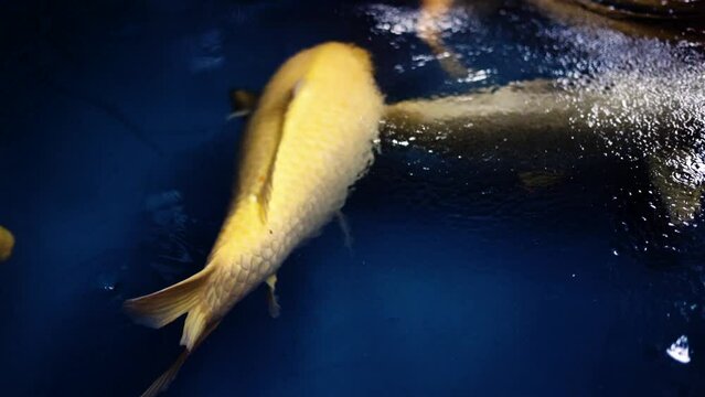 very beautiful and very big massive koi carp fishes in the garden pond for the fengshui and relaxing