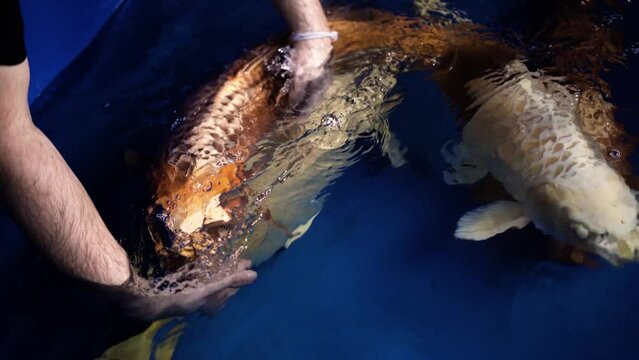 very beautiful and very big massive koi carp fishes in the garden pond for the fengshui and relaxing