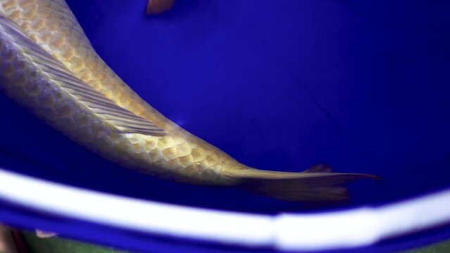 very beautiful and very big massive koi carp fishes in the garden pond for the fengshui and relaxing