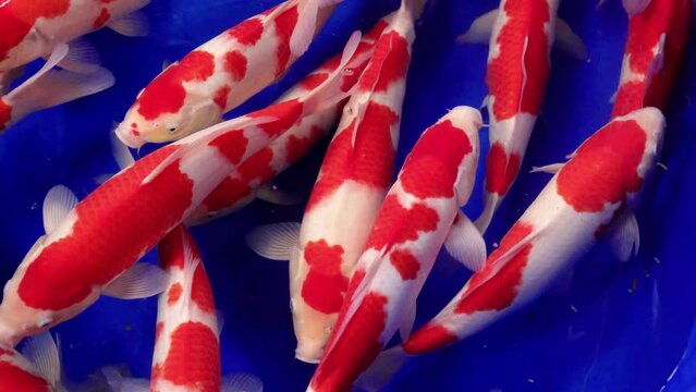 very beautiful and very big massive koi carp fishes in the garden pond for the fengshui and relaxing