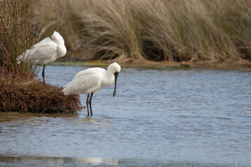 Royal Spoonbill also known as a Kōtuku in New Zealand