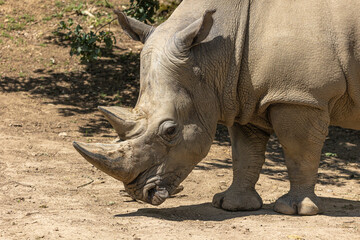Close-up portrait of a white rhinocero, white rhino or square-lipped rhinoceros . Profile portrait.  (Ceratotherium simum) 
