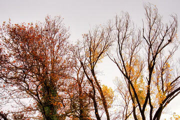 Obraz na płótnie Canvas trees with branches and leaves in autumn colors, beautiful deciduous trees in autumn.