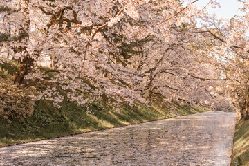 外堀の水面を埋め尽くす桜と満開の桜の風景