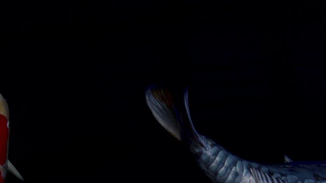 very beautiful and very big massive koi carp fishes in the garden pond for the fengshui and relaxing