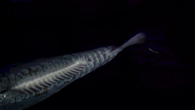 very beautiful and very big massive koi carp fishes in the garden pond for the fengshui and relaxing