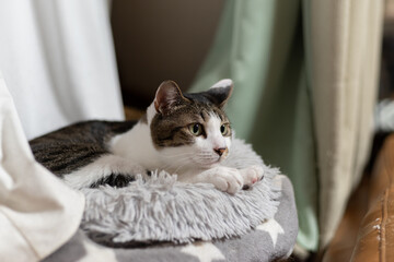 くつろぐ猫　キジトラ白