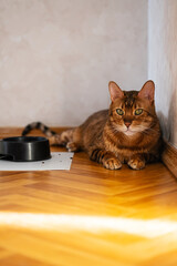Funny cat lies near disorder cats food and bowl at home. Pet care concept.