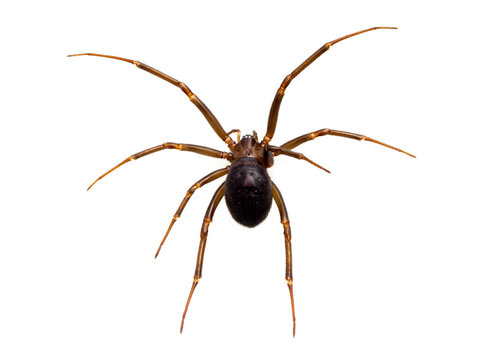 PC060749 female false widow spider, Steatoda grossa, isolated, cECP 2022
