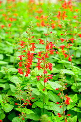 Salvia flower or Salvia splendens in the garden