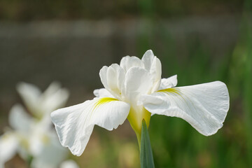 白い花菖蒲