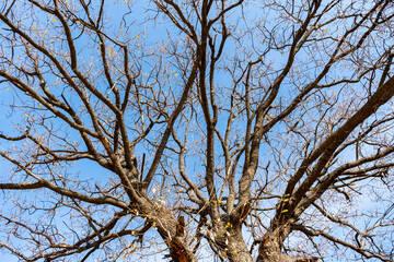 tree branches against blue sky