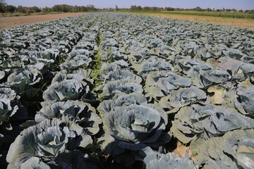 field of cabbage