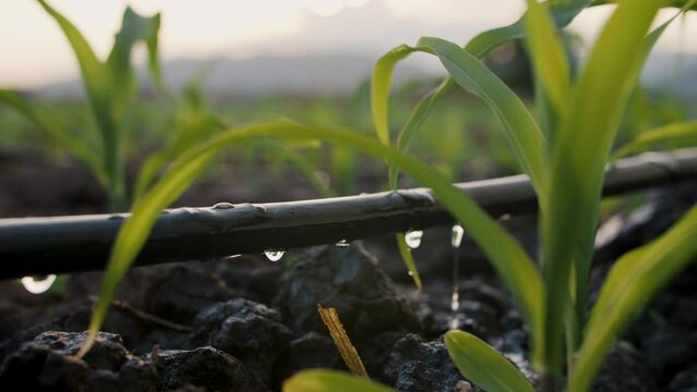 Water drips into soil from drip tape, agriculture drip irrigation system in corn sapling plantation with sun shines in evening, low angle, agricultural technology and saving water	