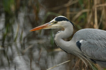 A head shot of a Grey Heron, Ardea cinerea, hunting for food in the reeds growing at the edge of a lake.	