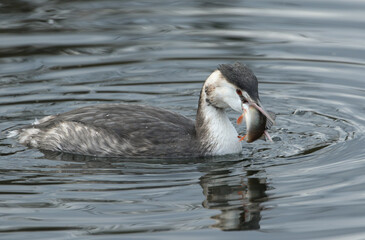 A Great crested Grebe, Podiceps cristatus, swimming on a lake with a perch fish in its beak, which it has just caught and is about to eat.	