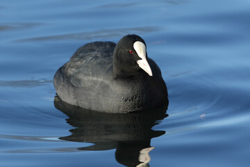 A Coot, Fulica atra, swimming on a lake on a cold winters day.
