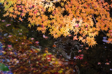 紅葉と池
