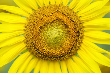 Close up colorful yellow sunflower blooming macro background