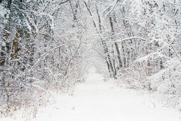 Snowy winter forest alley. Tree branches, covered with snow, winter wonderland.