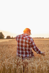 A mature farmer in glasses checks the quality of wheat grain on the spikelets on the field in...