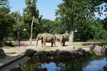 Elefanten im Berliner Zoo