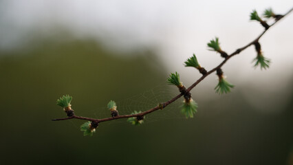 young buds with spider web on larch branch