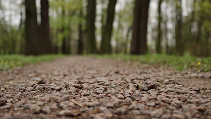 Low angle shot of path in spring forest with ground plants