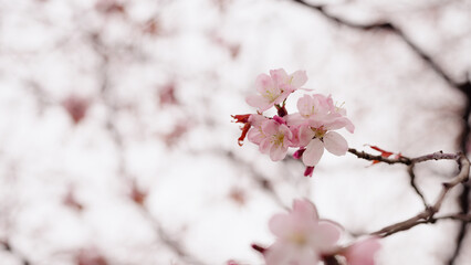 background of pink cherry blossom