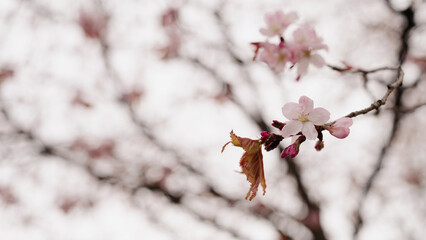 background of pink cherry blossom