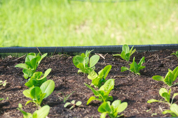 Green cos with Blurred Background in Organic Farming.select focus