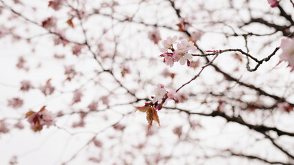 background of pink cherry blossom