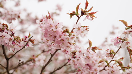 background of pink cherry blossom