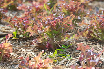 red velvet leaf lettuce in Organic Farming.select focus