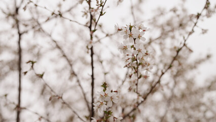 background of pink cherry blossom