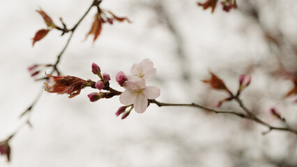 background of pink cherry blossom