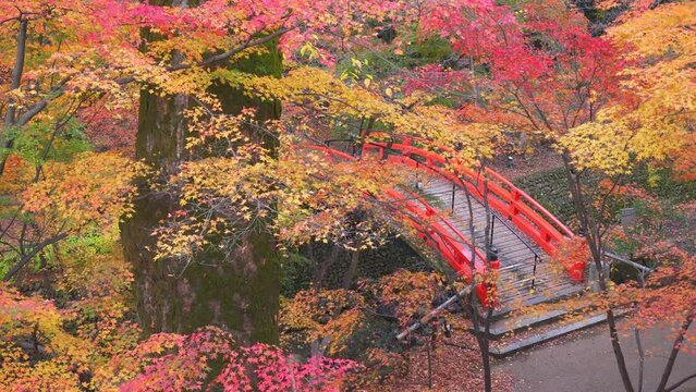 京都　北野天満宮　もみじ苑の紅葉