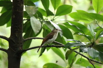 Mangrove Whistler up on the tree tops