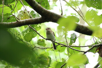 Mangrove Whistler up on the tree tops