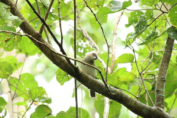 Mangrove Whistler up on the tree tops