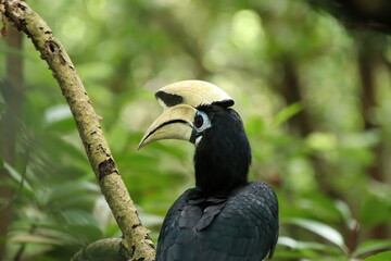 Oriental Pied Hornbill in a mangrove looking at the camera
