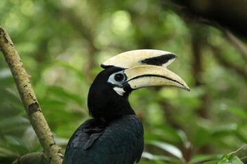Oriental Pied Hornbill in a mangrove looking at the camera