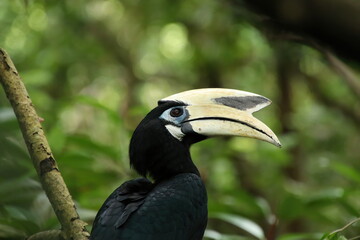 Oriental Pied Hornbill in a mangrove looking at the camera