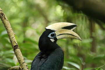Oriental Pied Hornbill in a mangrove looking at the camera