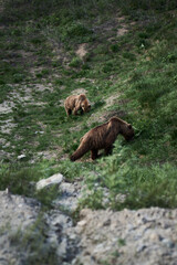 Fototapeta na wymiar Close up photo of two big brown bears in the wild, Kamchatka