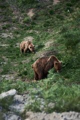 Close up photo of two big brown bears in the wild, Kamchatka
