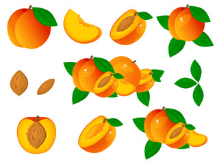 Vector image of a peach. The concept of healthy food and fresh fruit. Juicy fruits, peach snacks, vegetarian dishes.