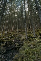 Mountain forest panorama. Natural background of the woods.