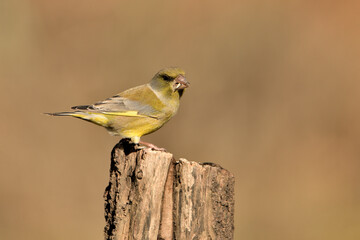verderón europeo o verderón común​ (Chloris chloris)​ posado en  un tronco Marbella Andalucía España