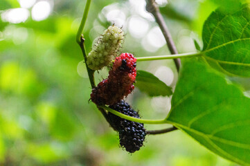 berries of blackberry